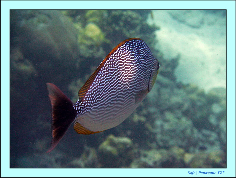2011 - 03 - Koh Rok 29